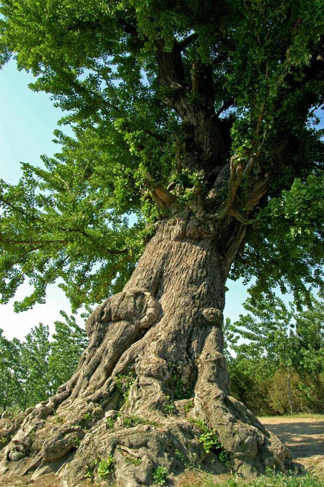 北方人家常养2种“吉祥树”，木质坚硬、花纹美，养上10年就是福