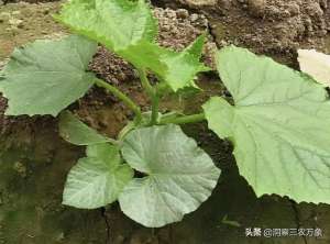 角瓜的种植方法(西葫芦种植需要把握10方面的要领，掌握了就能种出优质的西葫芦)
