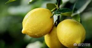 柠檬的种植条件(柠檬怎么种植？)
