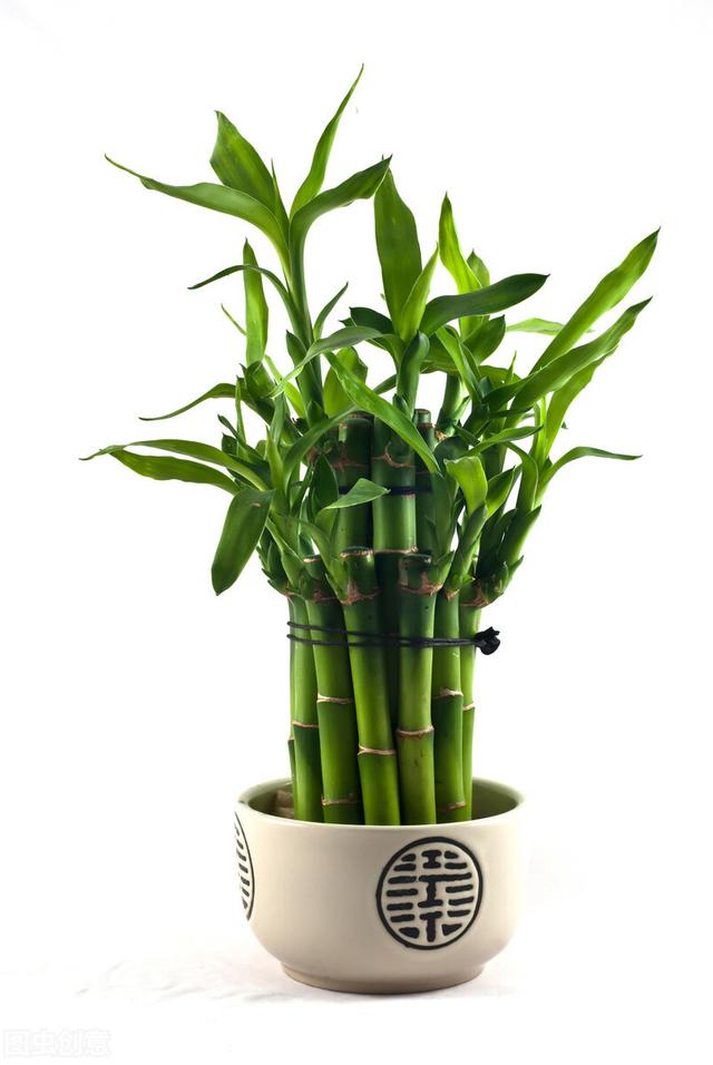 常见花草种植方法：山茶花，一品红，富贵竹，薄荷