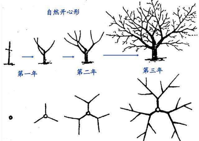 无花果采用哪一种树形比较好？如何修剪？如何选择栽培模式？