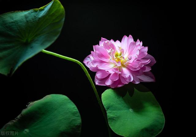 碗莲、睡莲好养的品种有很多，天热种在泥水里，开出香水花