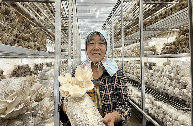 内蒙古：鄂尔多斯市种植平菇 带动当地经济发展