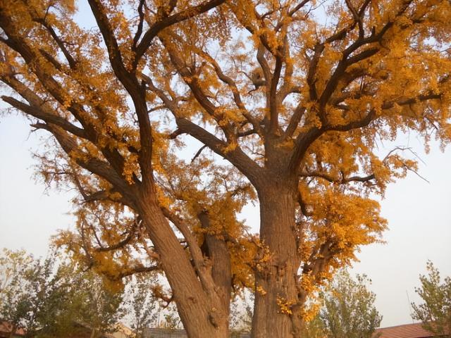 北方人家常养2种“吉祥树”，木质坚硬、花纹美，养上10年就是福