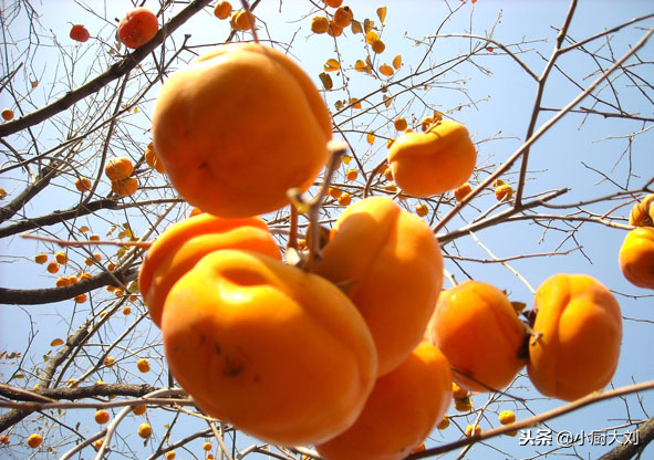 秋天到了，教你6种懒柿子方法，又甜又脆，最快的早上做晚上就好