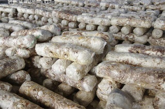 麦草种植蘑菇技术，学会了提高产量很简单
