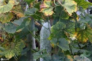 小冬瓜种植方法(露天种植冬瓜有讲究，掌握6个栽培技巧，保你来年大丰收)