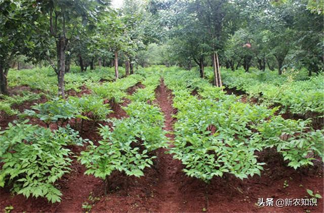 助农增收，魔芋抗病种植综合管理技术，为丰产提高收入做好准备