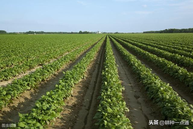 绿豆的种植方法与时间，从播种到高产只要这几步