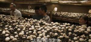 双孢菇种植基地(新疆柯坪县的双孢菇上市了，首批4吨请你尝鲜)
