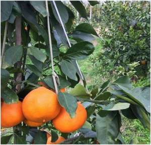 柑桔红美人怎样种植(红美人柑橘苗种植条件及经济效益分析)
