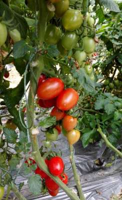 广东什么季节种植番茄(好吃的圣女果是如何种植的？（一）)