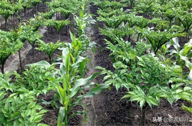 助农增收，魔芋抗病种植综合管理技术，为丰产提高收入做好准备