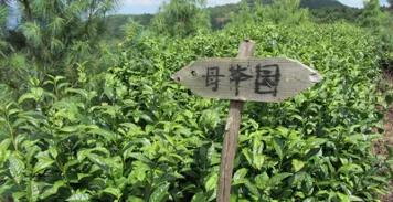 关于茶树的种植你知道多少？