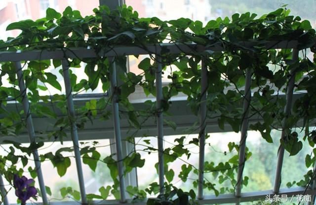 种了两粒山药豆，没想到却爬满了整个阳台！