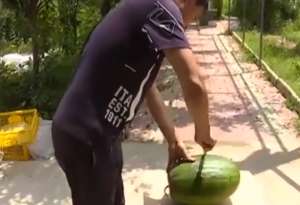 懒汉王西瓜种植技术(农民种的西瓜，成了冬瓜，皮太厚，切都切不动，上新闻了)