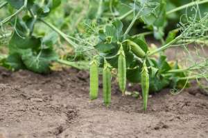 白花豆种植(长寿仁豌豆高产栽培技术，加强田间管理，提高豌豆的产量和质量)