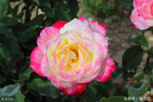 玫瑰花枝种植(自己种的玫瑰花总是开花少，学习几招种植技巧，让玫瑰多开花)