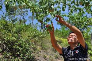 瓜娄种植技术(南方夏季极端天气多发，种植瓜蒌该如何做好田间管理？)