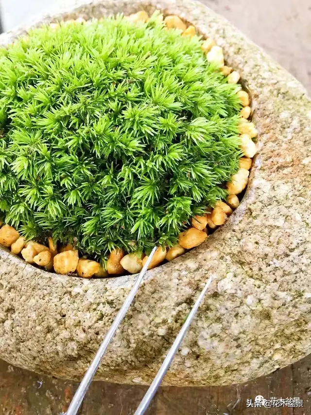 盆景的最佳拍档——苔藓