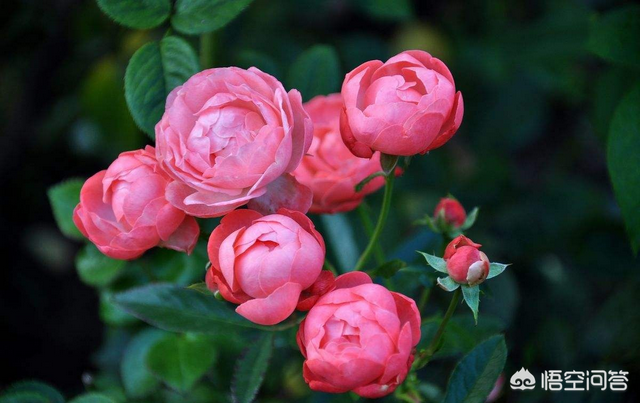 自己种的玫瑰花总是开花少，学习几招种植技巧，让玫瑰多开花