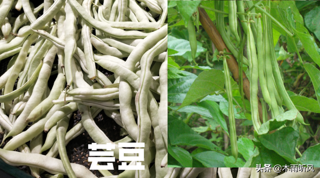 超级白架豆什么时候种植？几月份种植最好？