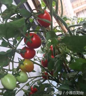 小西红柿种植(家里种小番茄，两个小步骤，一棵结好几十个，果子压弯枝)
