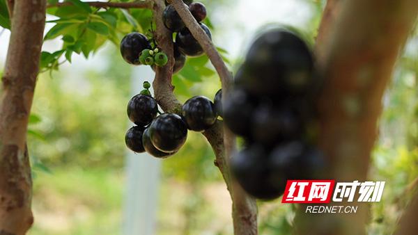 衡山：种植“结葡萄的树”村民走上致富路