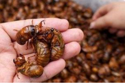 金蝉怎样人工养殖？金蝉的养殖方法跟市场前景！