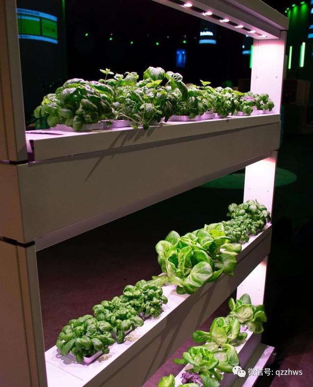 观光温室无土栽培技术要点，向绿色农业看齐