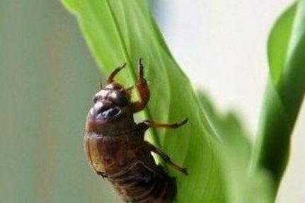 金蝉怎样人工养殖？金蝉的养殖方法跟市场前景！