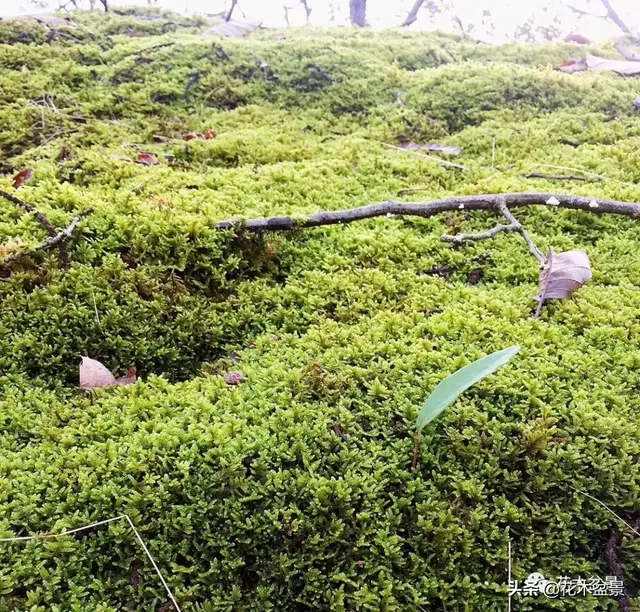 盆景的最佳拍档——苔藓