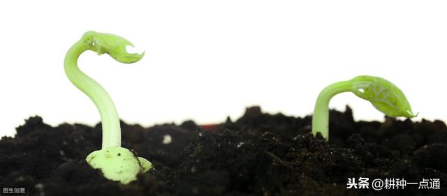 绿豆的种植方法与时间，从播种到高产只要这几步