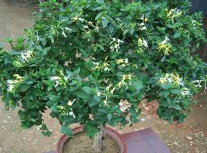 盆栽种植技术(养金银花盆栽，简单4步，每年开出香香的小花，花期延长)
