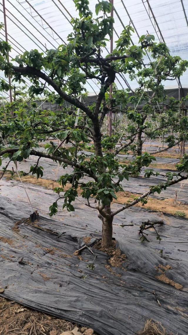 车厘子大樱桃树苗为什么要选择矮化砧木？优缺点各是什么？