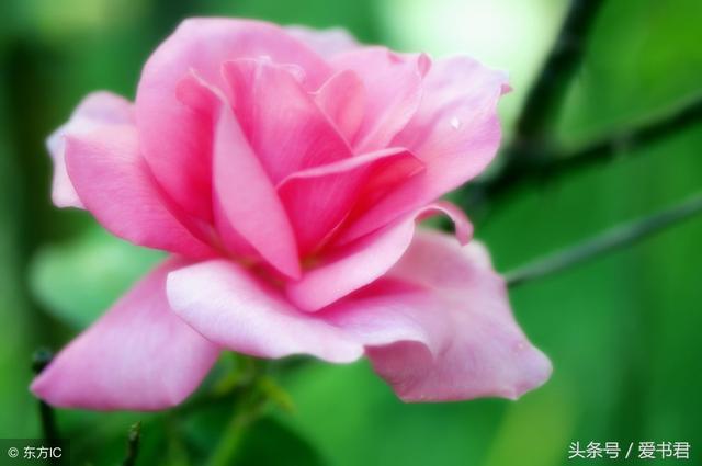 自己种的玫瑰花总是开花少，学习几招种植技巧，让玫瑰多开花
