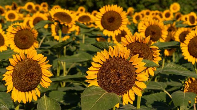 若想种出优质高产的向日葵，掌握这9个种管技巧，向日葵点头笑