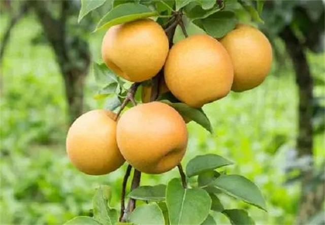 梨几月份成熟？梨树品种都有哪些？金秋蜜梨几月份成熟上市？
