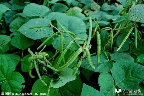 绿豆高产种植主要技术措施