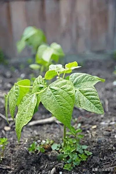 绿豆高产种植主要技术措施