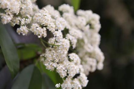 武汉种这么多石楠花的原因找到了！