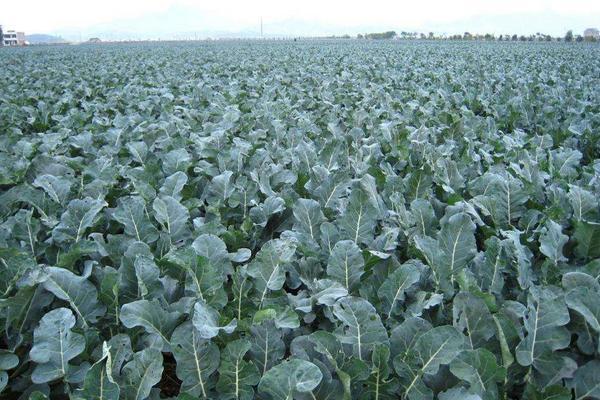 西兰花的种植技术与田间管理！肥水管理、病虫害防治！