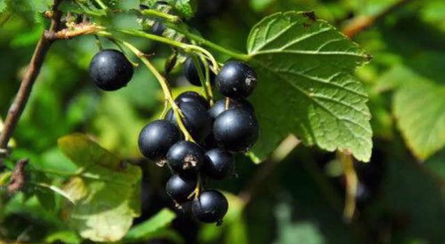 原来栽种黑加仑可以那么简单，黑加仑的相关栽种技术。