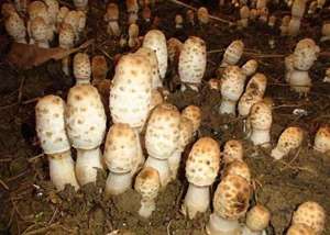 鸡腿菇种植效益(「吉农人物」鸡腿菇赚了6万块，成窦立影创业“第一桶金”)