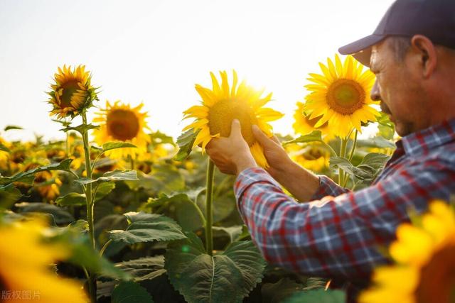 若想种出优质高产的向日葵，掌握这9个种管技巧，向日葵点头笑