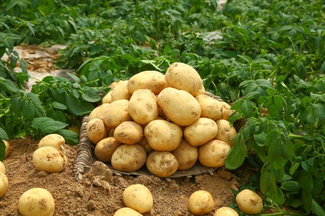 发芽的土豆不能吃别扔，把它种在花盆或地里，3个月就能收获6-7倍
