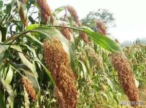 甘蔗种子北方种植(它是人类的好零食、牲畜的好粮食亩产超两万斤，被称作高能作物)