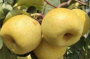 桂花梨种植(梨几月份成熟？梨树品种都有哪些？金秋蜜梨几月份成熟上市？)