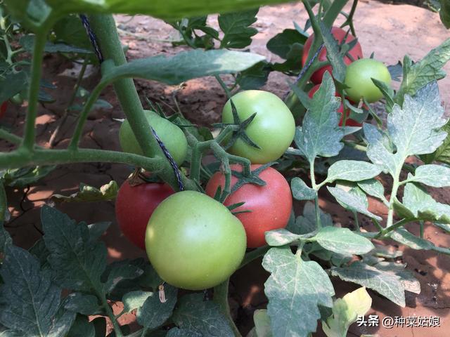 种植茄子、辣椒、西红柿，什么时候浇水好，要浇几次水？