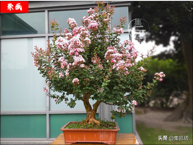 “旧时王谢堂前树”不争春色为夏添彩，紫薇盆景栽培养护技巧分享
